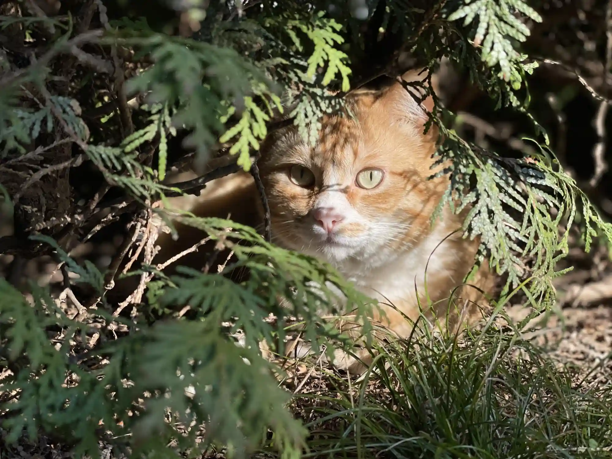 Tonzo, the late beloved cat of a Web designer and Webflow developer.